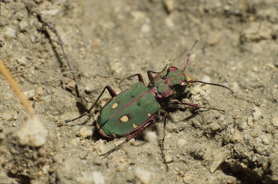 Cincindela campestris